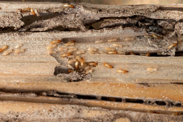 Best Wasp Removal Services  in Pennsburg, PA