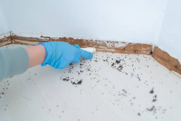 Best Cockroach Control Services  in Pennsburg, PA